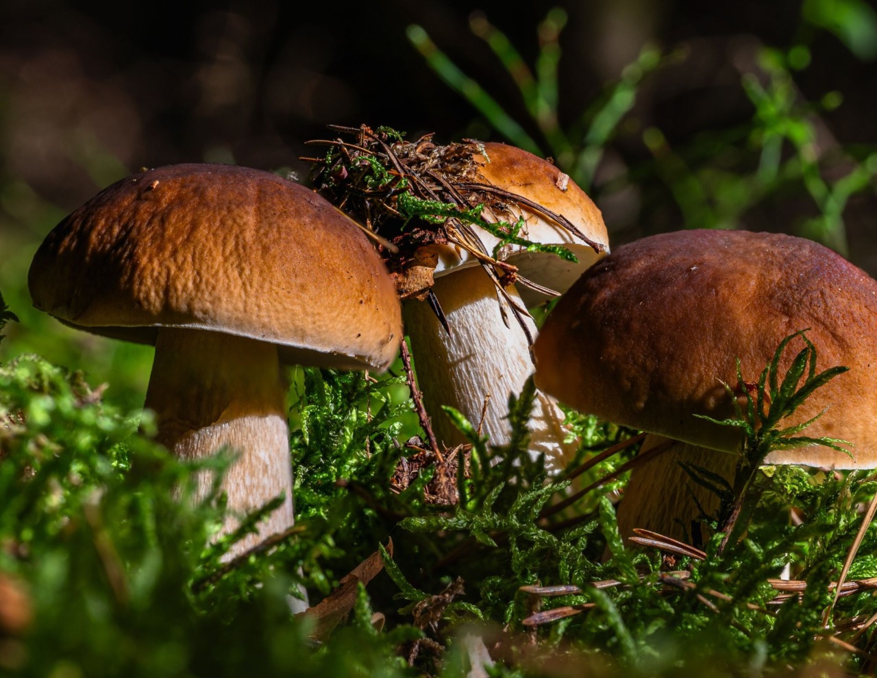 Raccolta funghi, in Toscana restano le agevolazioni montane