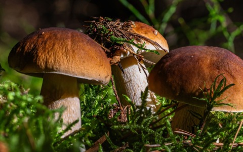 Raccolta funghi, in Toscana restano le agevolazioni montane